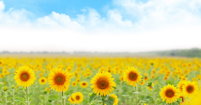 International day of clean air for blue skies