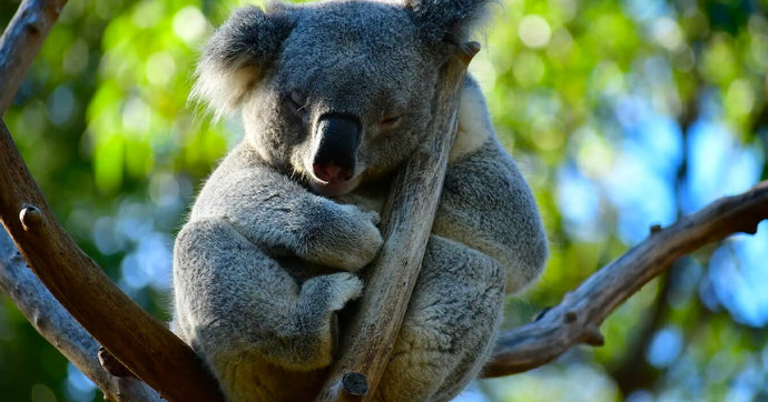 5 Jaw Dropping Koala Facts